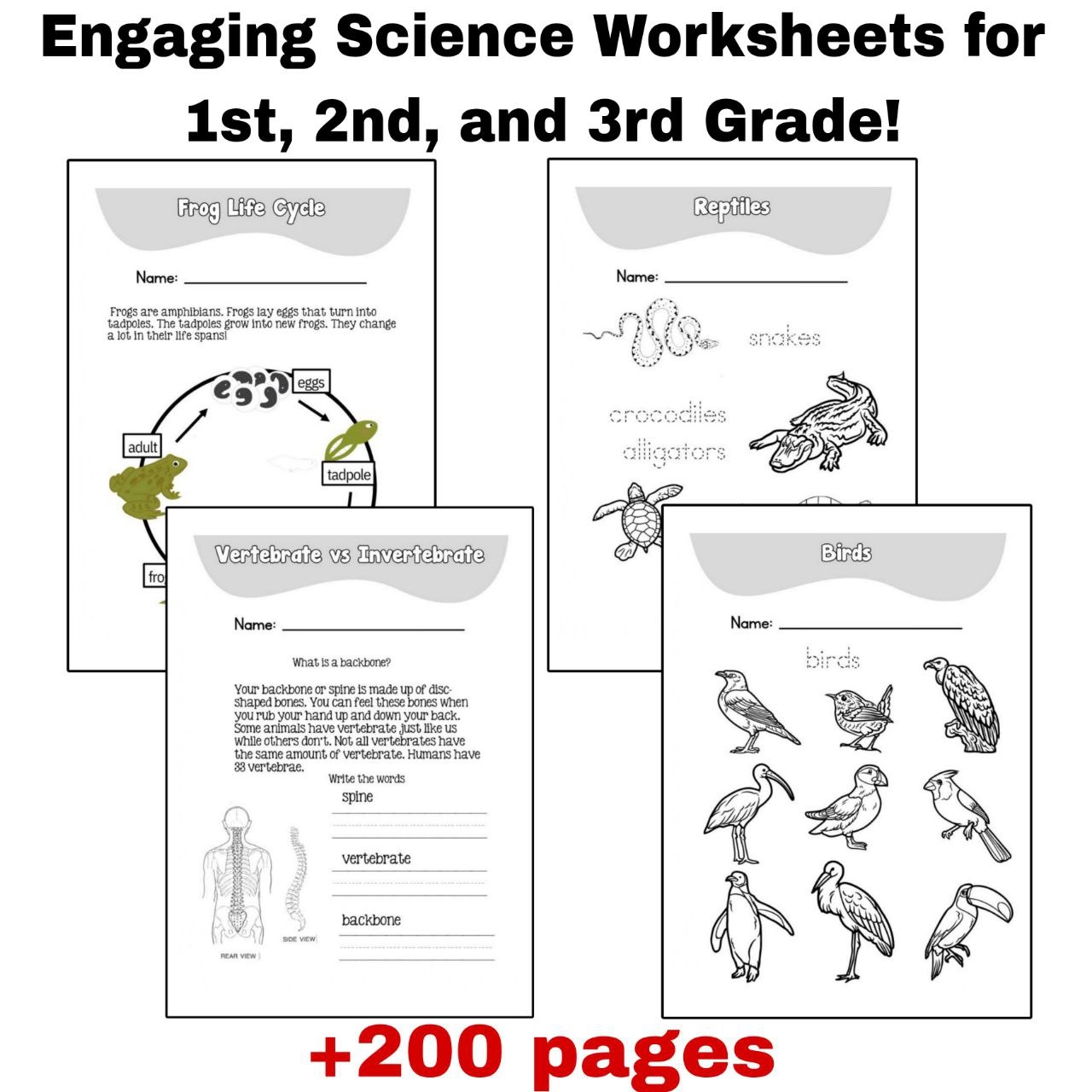Engaging Science Worksheets For 1st 2nd And 3rd Grade Made By Teachers Engaging Science Worksheets For 1st 2nd And 3rd Grade Made By Teachers