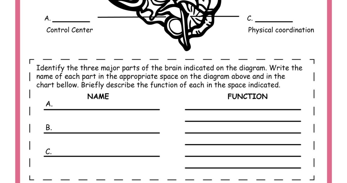 Free Science Worksheets The Nervous System Adanna Dill