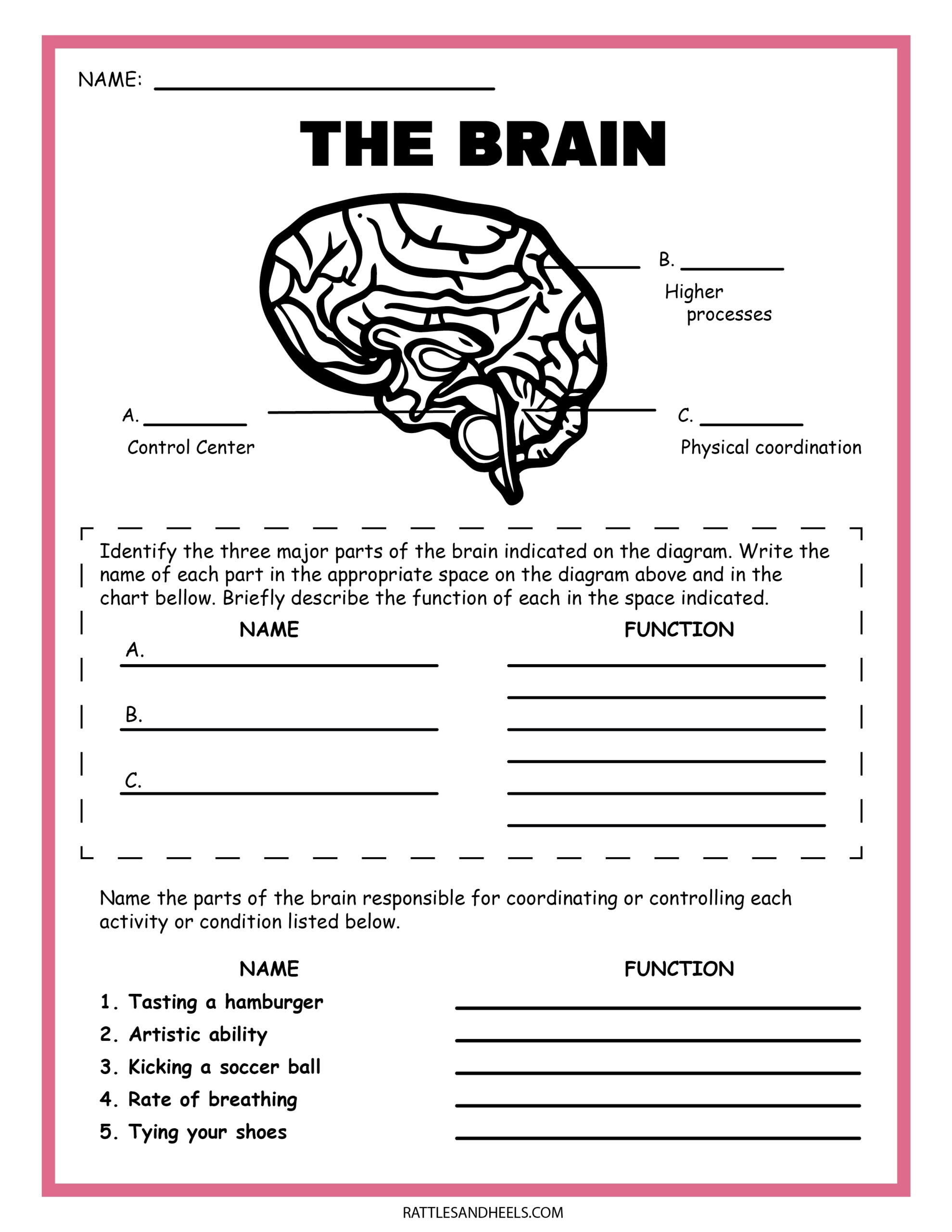 Free Printable 1st Grade Science Worksheets