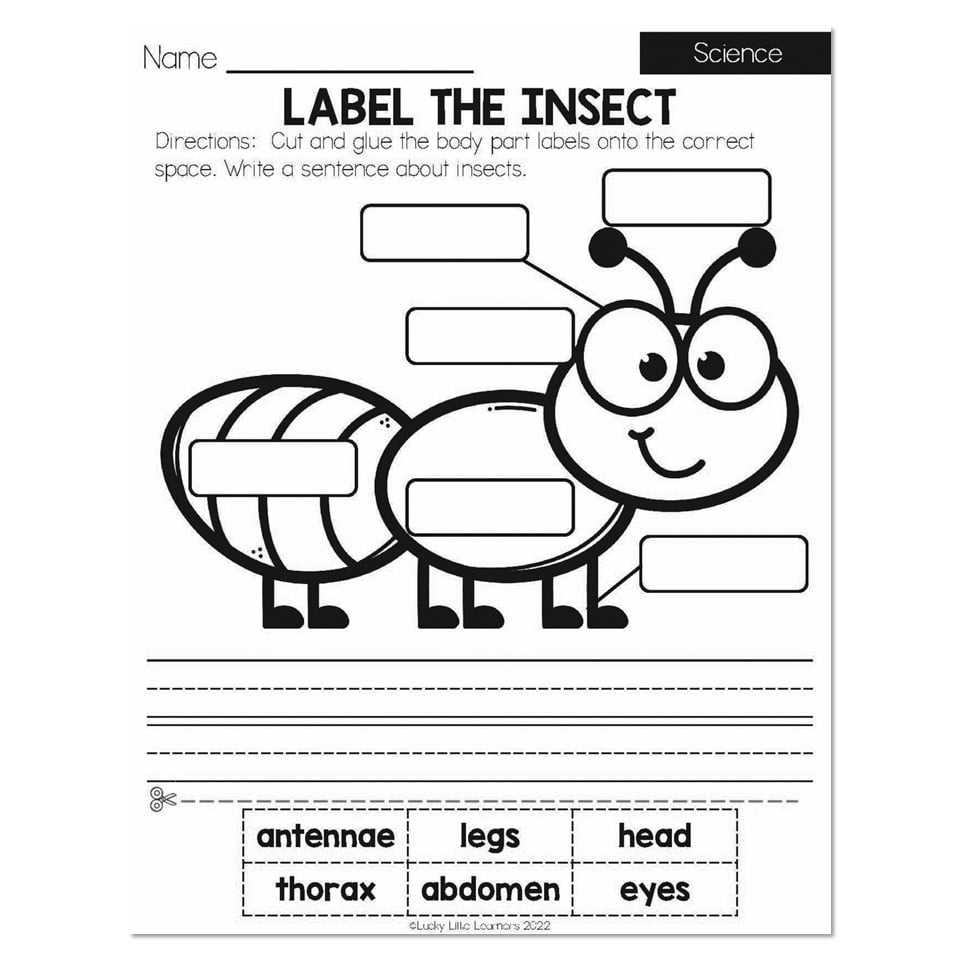 Summer Early Finishers 1st Grade Science Label The Insect 